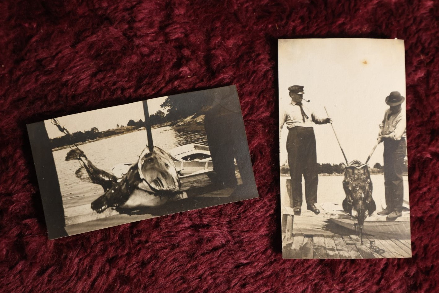Lot 168 - Pair Of Antique Snapshots Of Men Catching Giant Fish