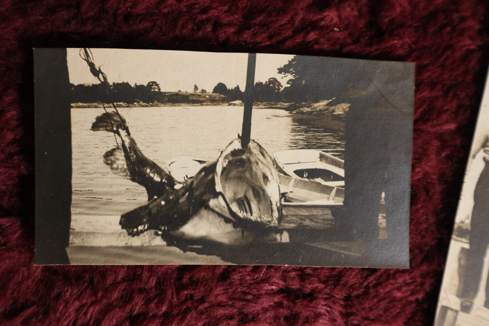 Lot 168 - Pair Of Antique Snapshots Of Men Catching Giant Fish