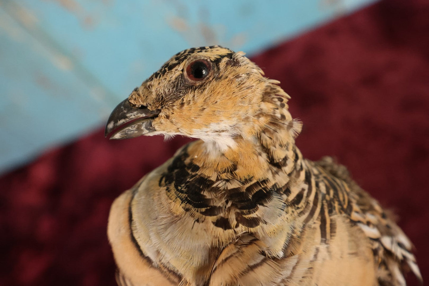 Lot 013 - Sand Grouse (Pteroclidae) Full Mount Taxidermy On Real Log Mount On Base