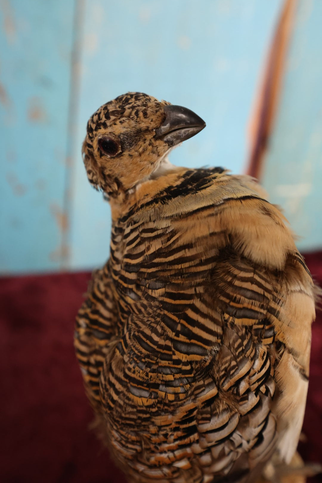 Lot 013 - Sand Grouse (Pteroclidae) Full Mount Taxidermy On Real Log Mount On Base