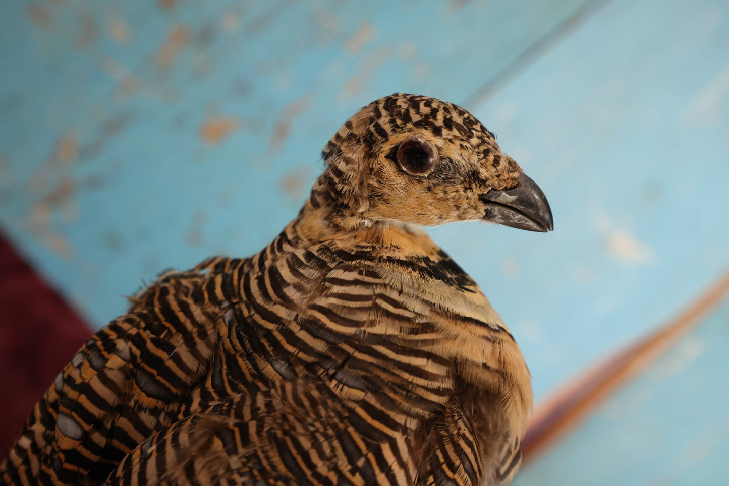 Lot 013 - Sand Grouse (Pteroclidae) Full Mount Taxidermy On Real Log Mount On Base