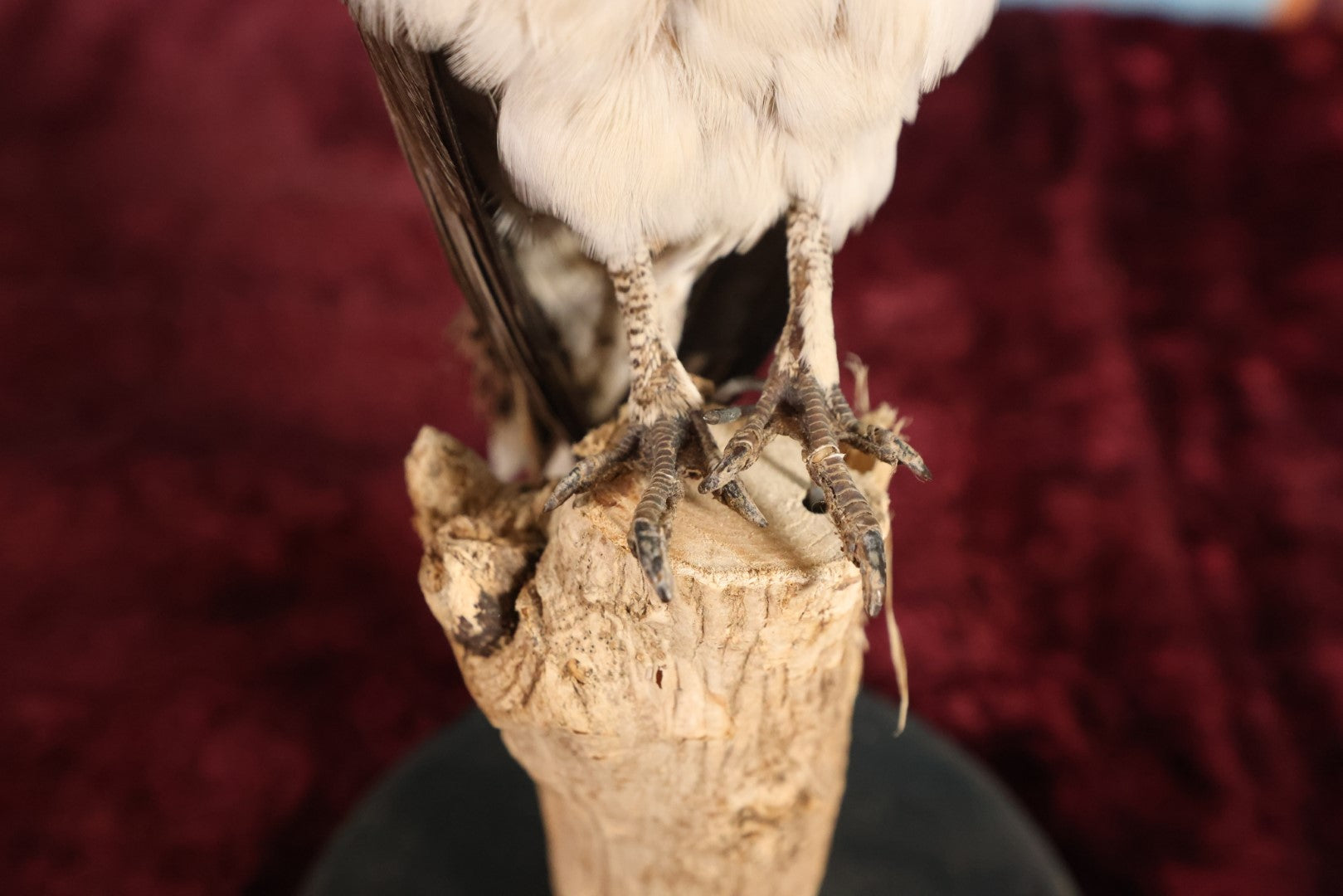 Lot 013 - Sand Grouse (Pteroclidae) Full Mount Taxidermy On Real Log Mount On Base