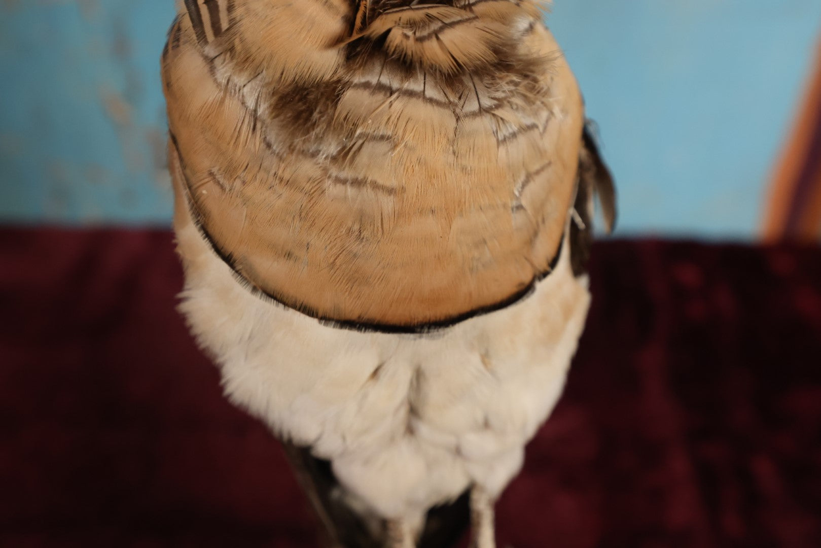 Lot 013 - Sand Grouse (Pteroclidae) Full Mount Taxidermy On Real Log Mount On Base