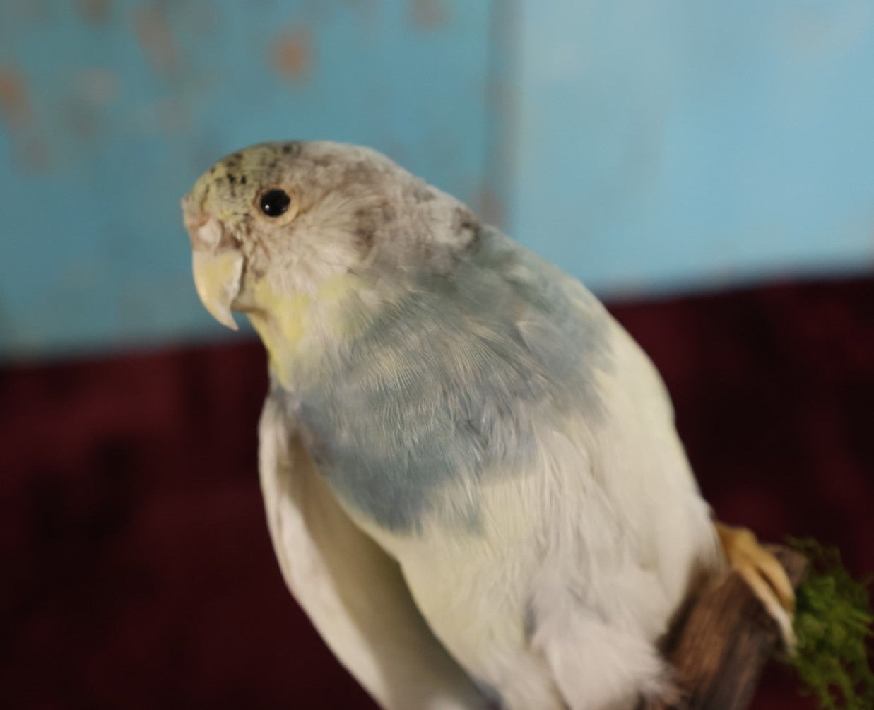 Lot 014 - Small Parakeet Full Mount Taxidermy, Blue Neck, White Body