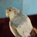 Lot 014 - Small Parakeet Full Mount Taxidermy, Blue Neck, White Body
