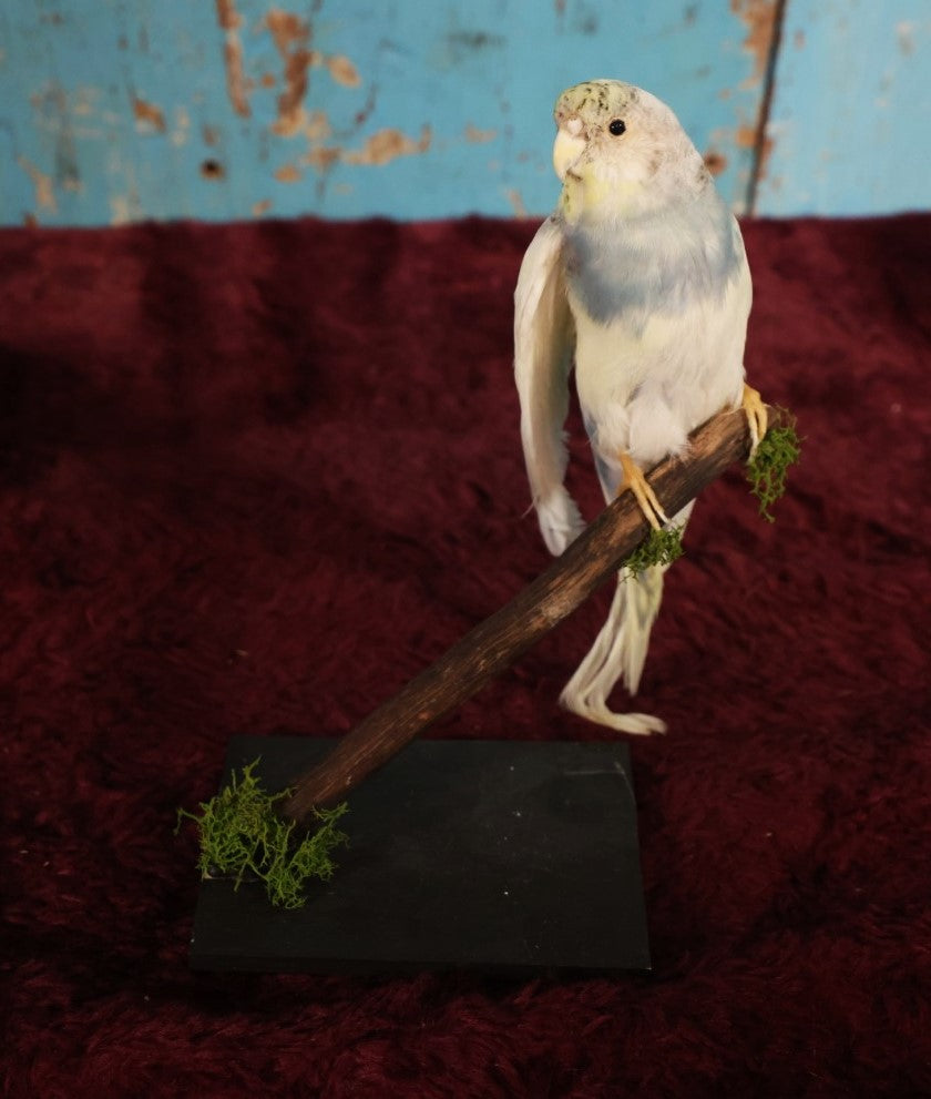 Lot 014 - Small Parakeet Full Mount Taxidermy, Blue Neck, White Body