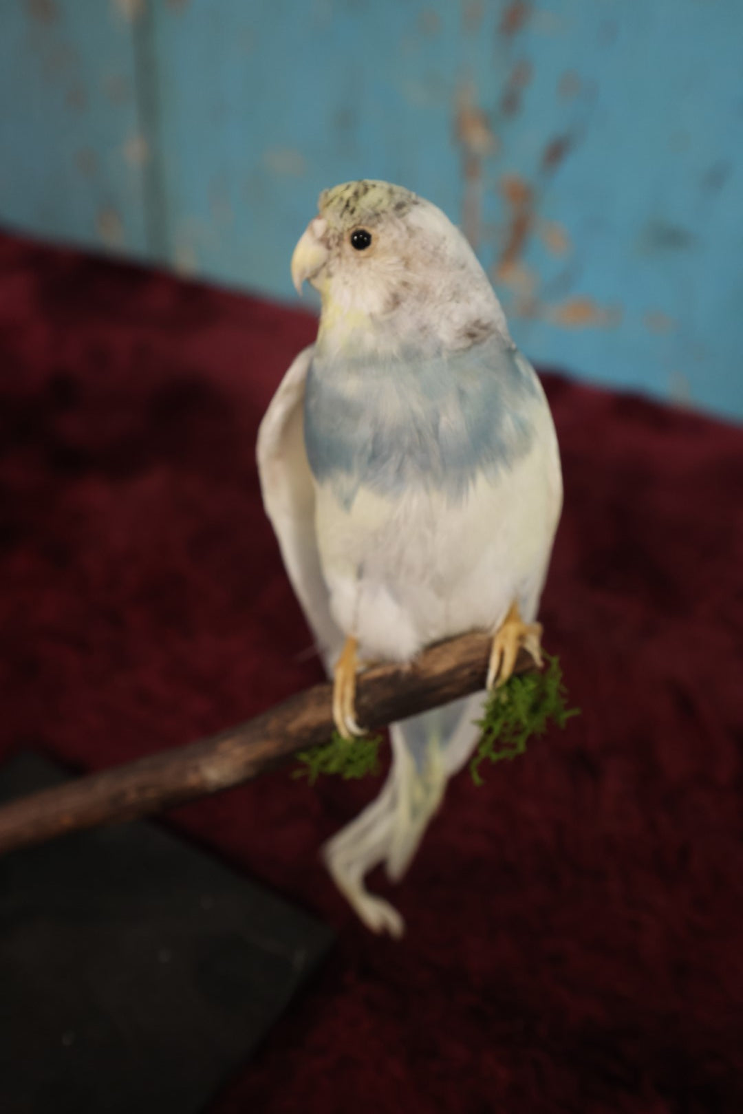 Lot 014 - Small Parakeet Full Mount Taxidermy, Blue Neck, White Body