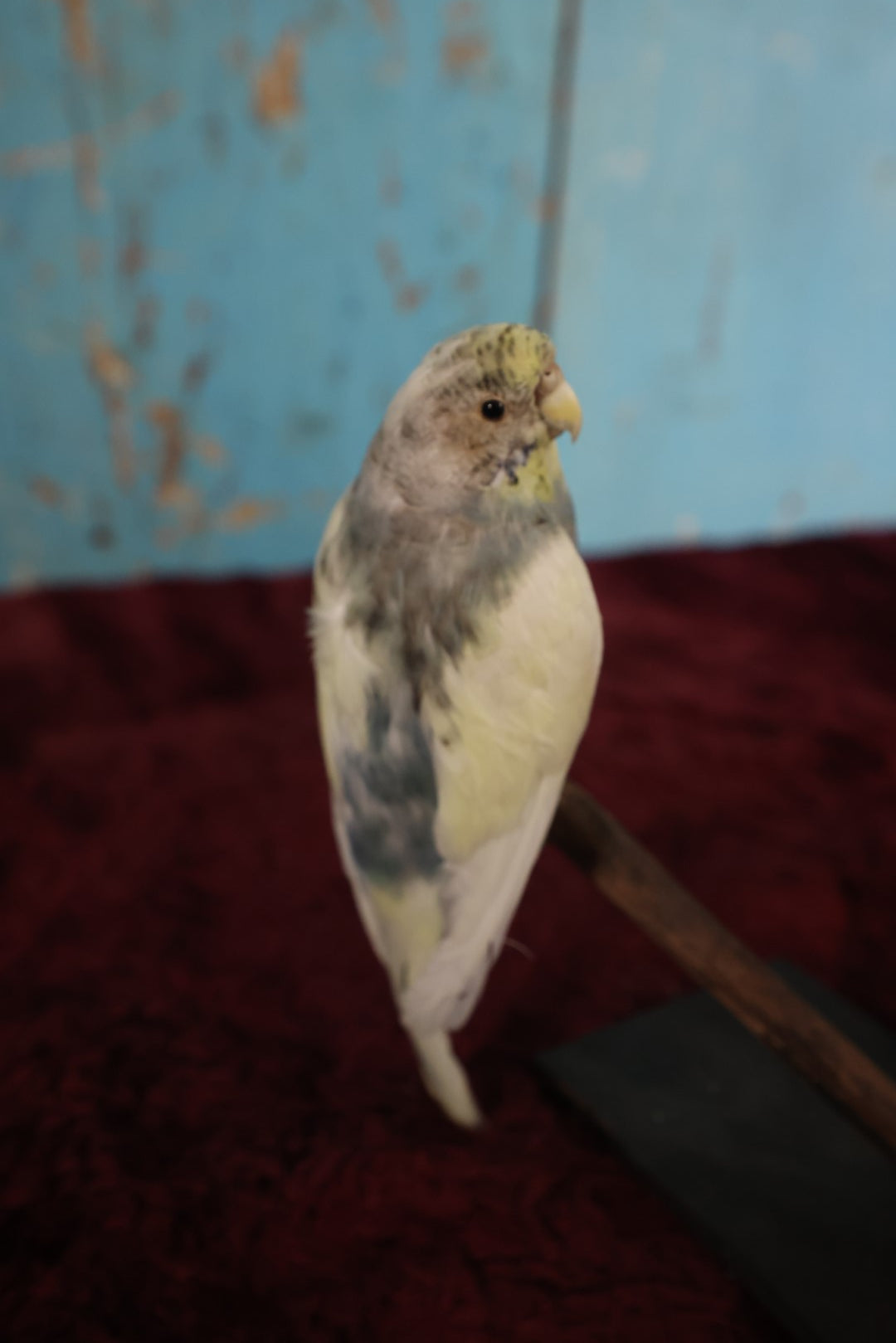 Lot 014 - Small Parakeet Full Mount Taxidermy, Blue Neck, White Body