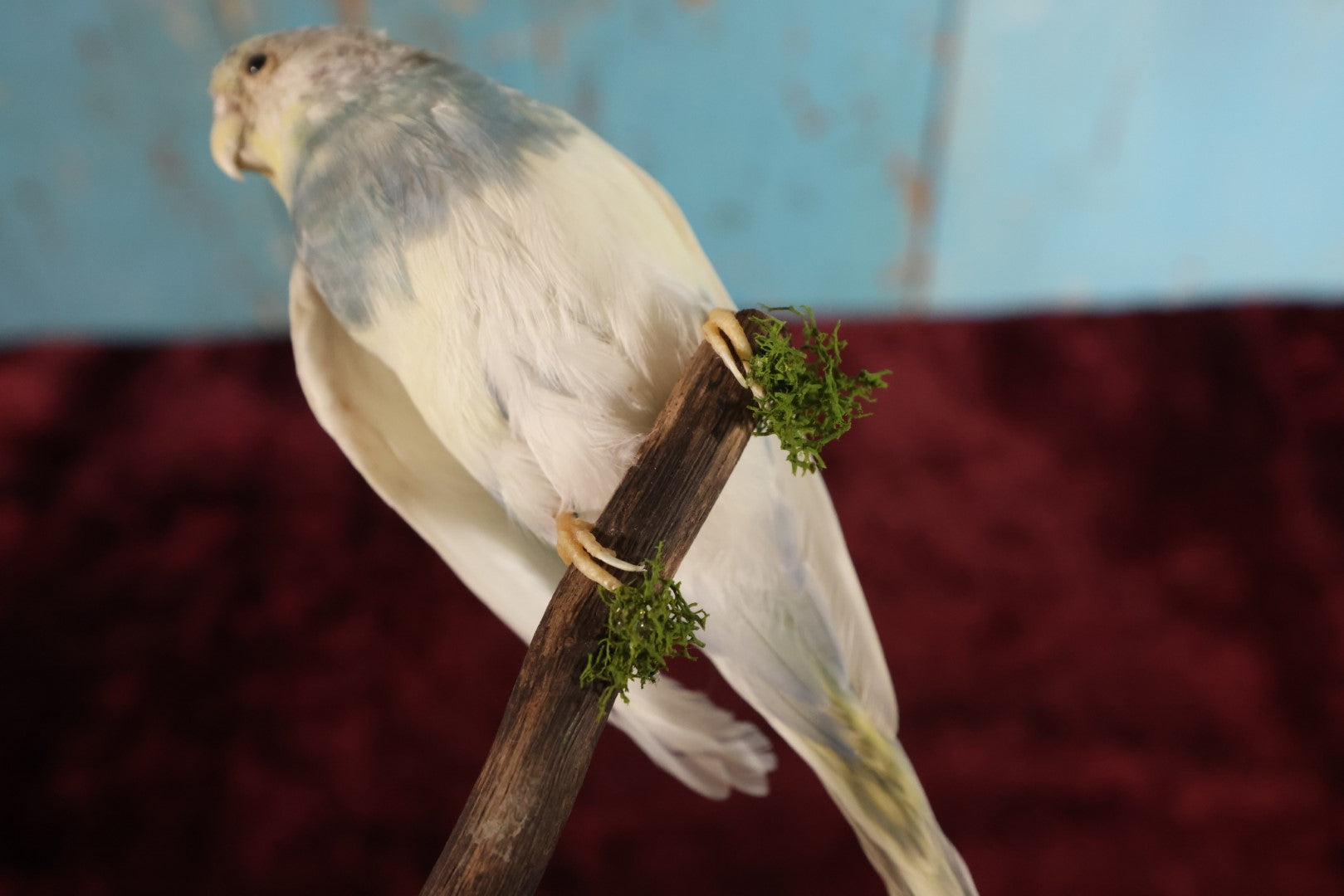 Lot 014 - Small Parakeet Full Mount Taxidermy, Blue Neck, White Body