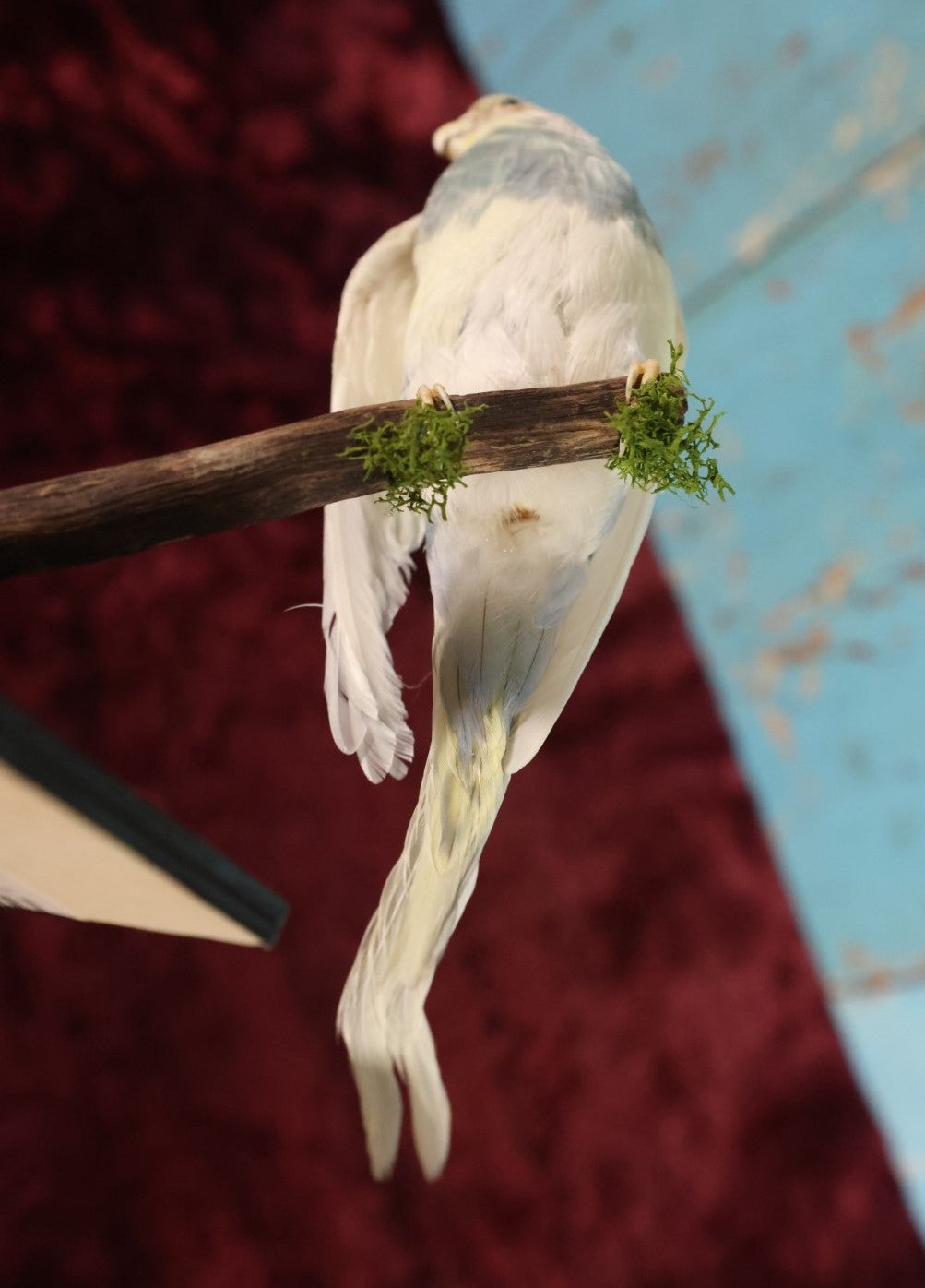 Lot 014 - Small Parakeet Full Mount Taxidermy, Blue Neck, White Body