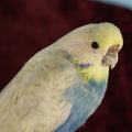 Lot 015 - Small Parakeet Full Mount Taxidermy, Blue Chest, Yellow Face