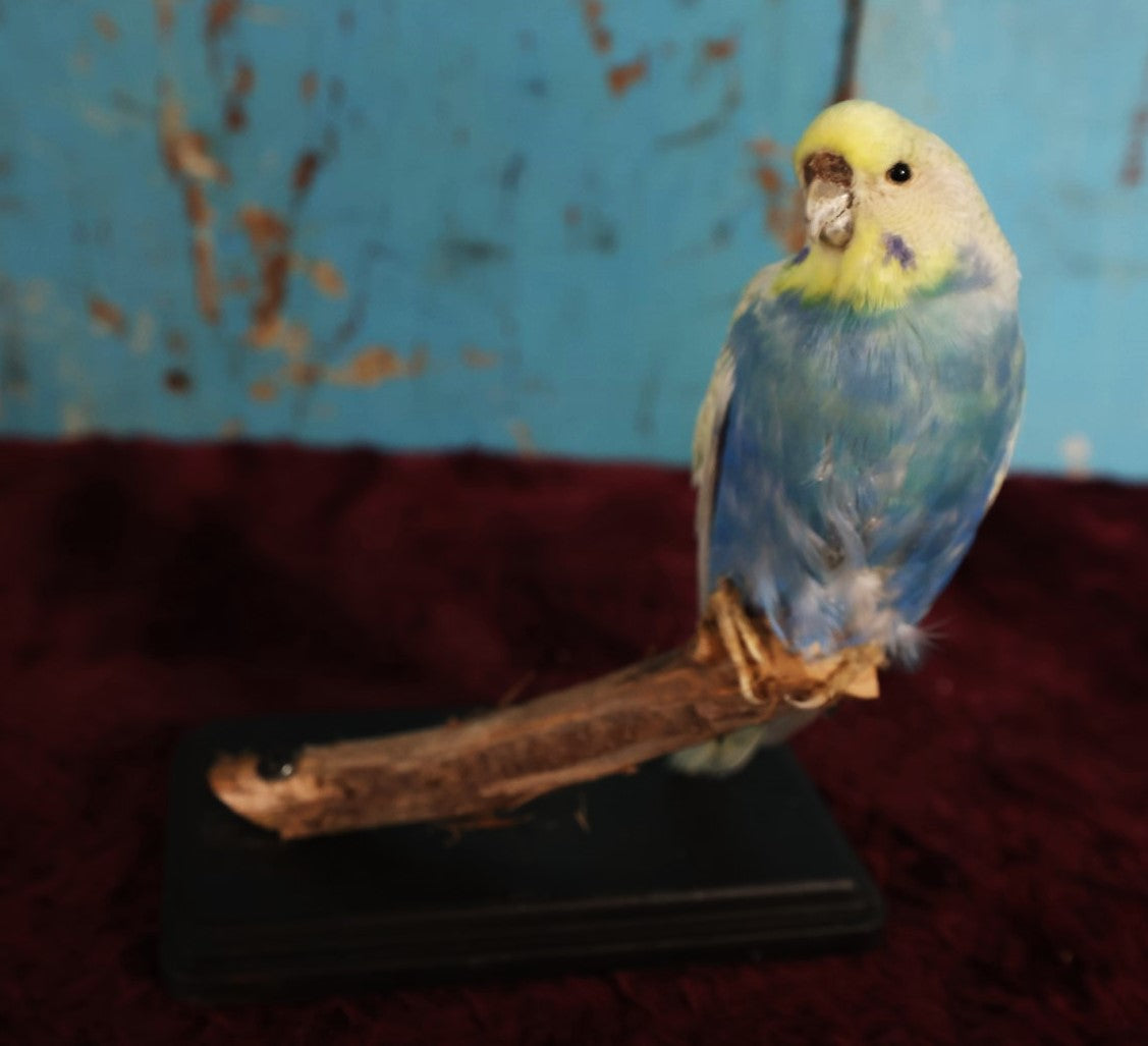 Lot 015 - Small Parakeet Full Mount Taxidermy, Blue Chest, Yellow Face