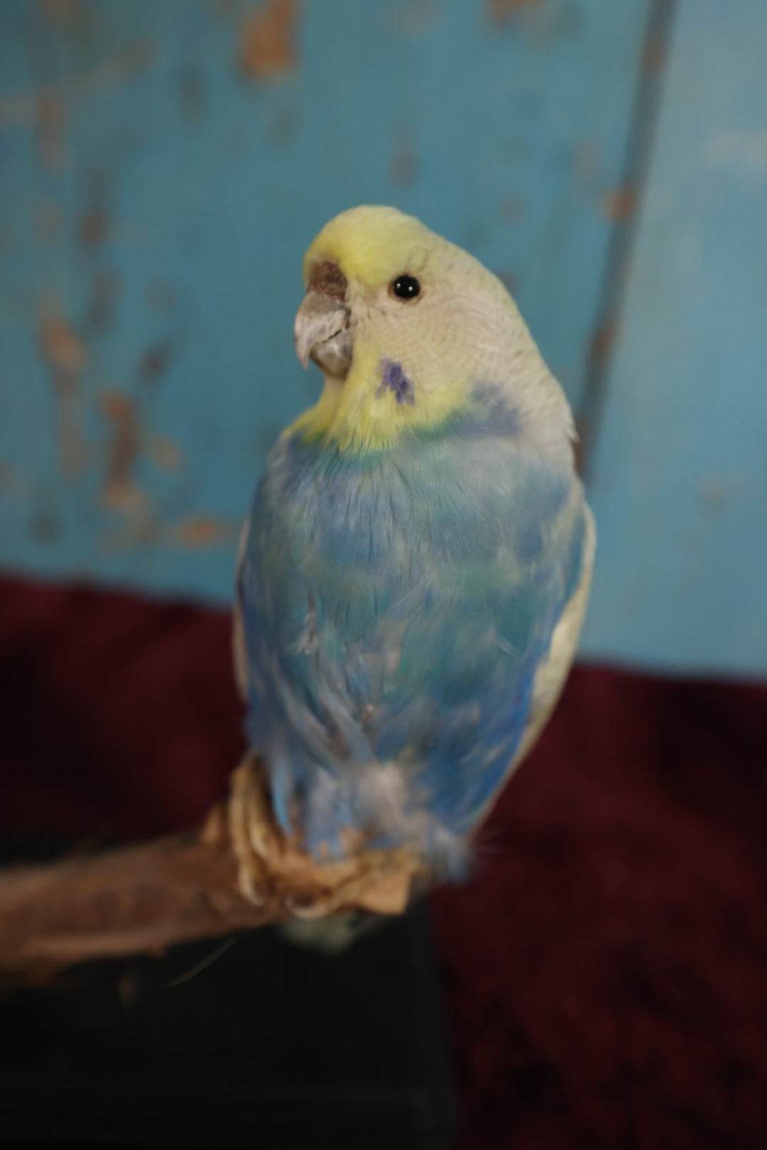 Lot 015 - Small Parakeet Full Mount Taxidermy, Blue Chest, Yellow Face