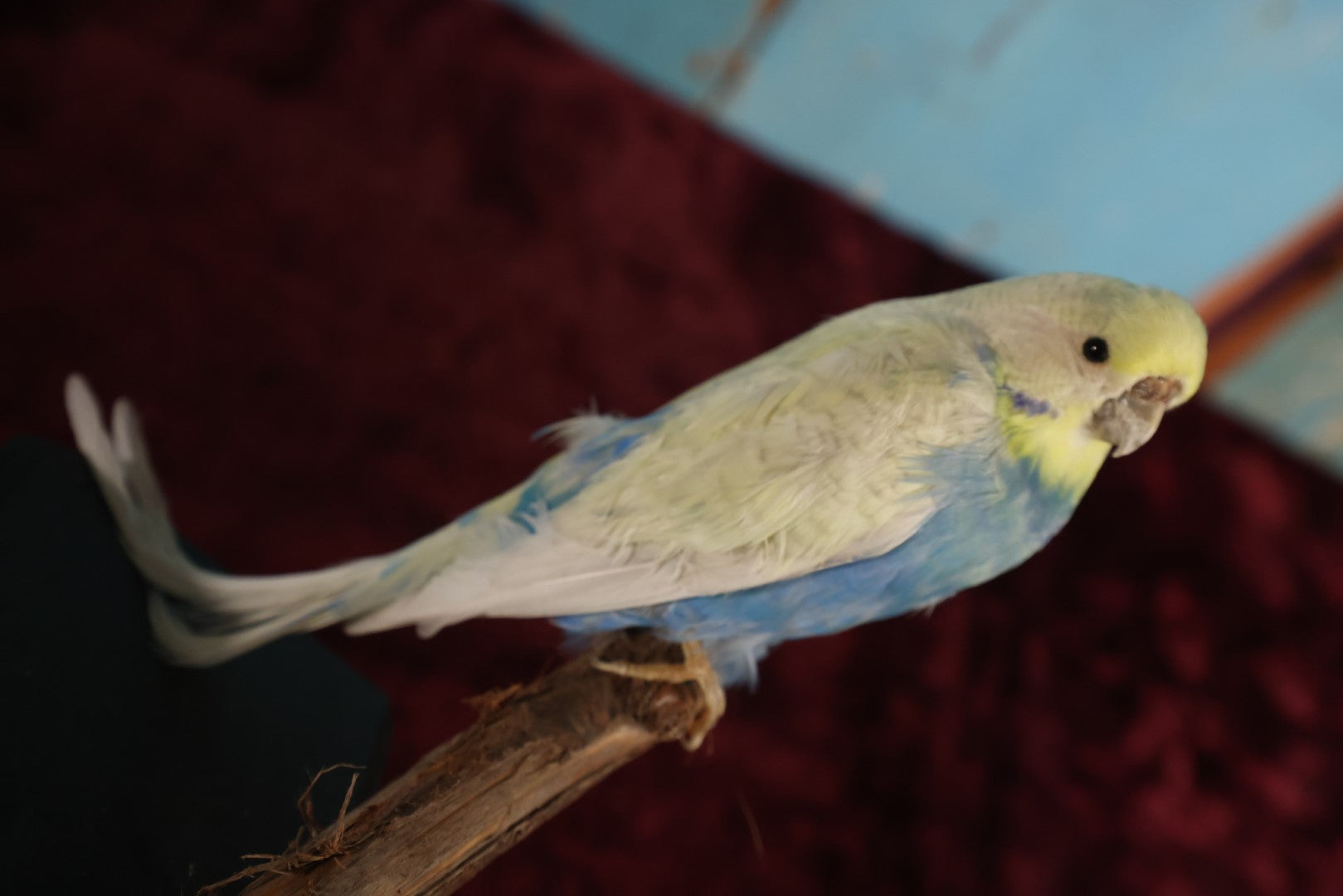 Lot 015 - Small Parakeet Full Mount Taxidermy, Blue Chest, Yellow Face