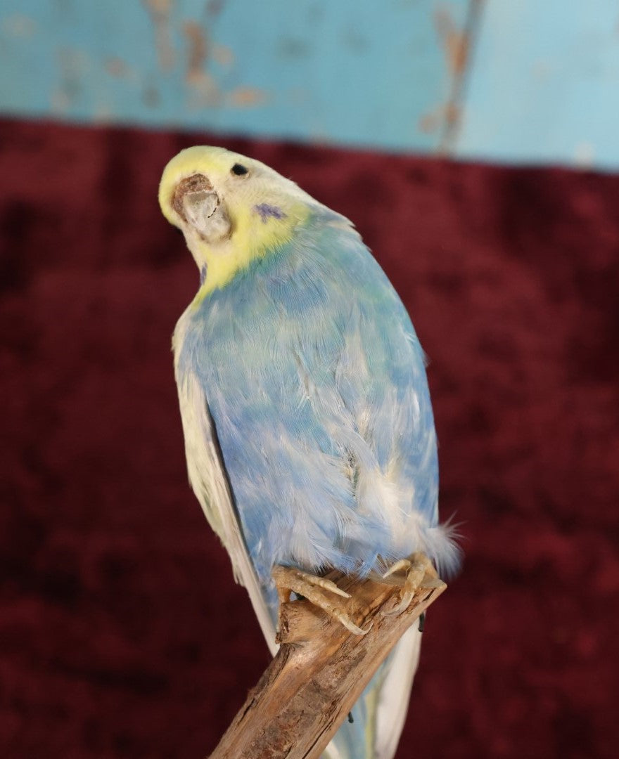 Lot 015 - Small Parakeet Full Mount Taxidermy, Blue Chest, Yellow Face