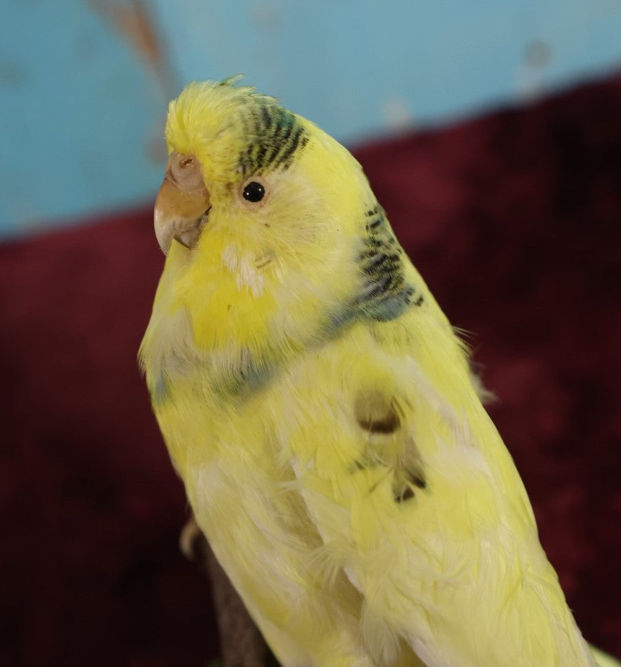 Lot 016 - Small Parakeet Full Mount Taxidermy - Yellow Body, Black Spots