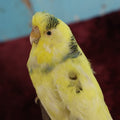 Lot 016 - Small Parakeet Full Mount Taxidermy - Yellow Body, Black Spots