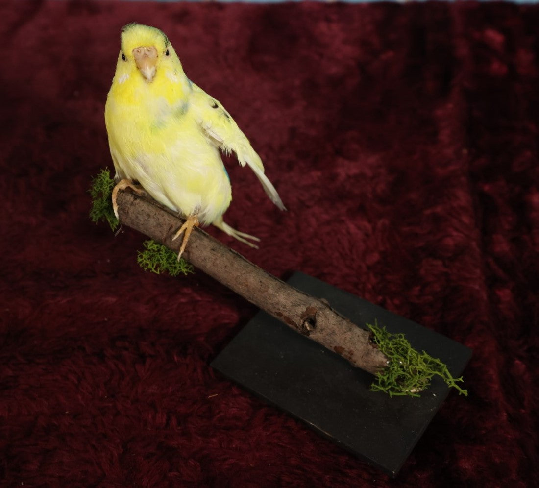 Lot 016 - Small Parakeet Full Mount Taxidermy - Yellow Body, Black Spots