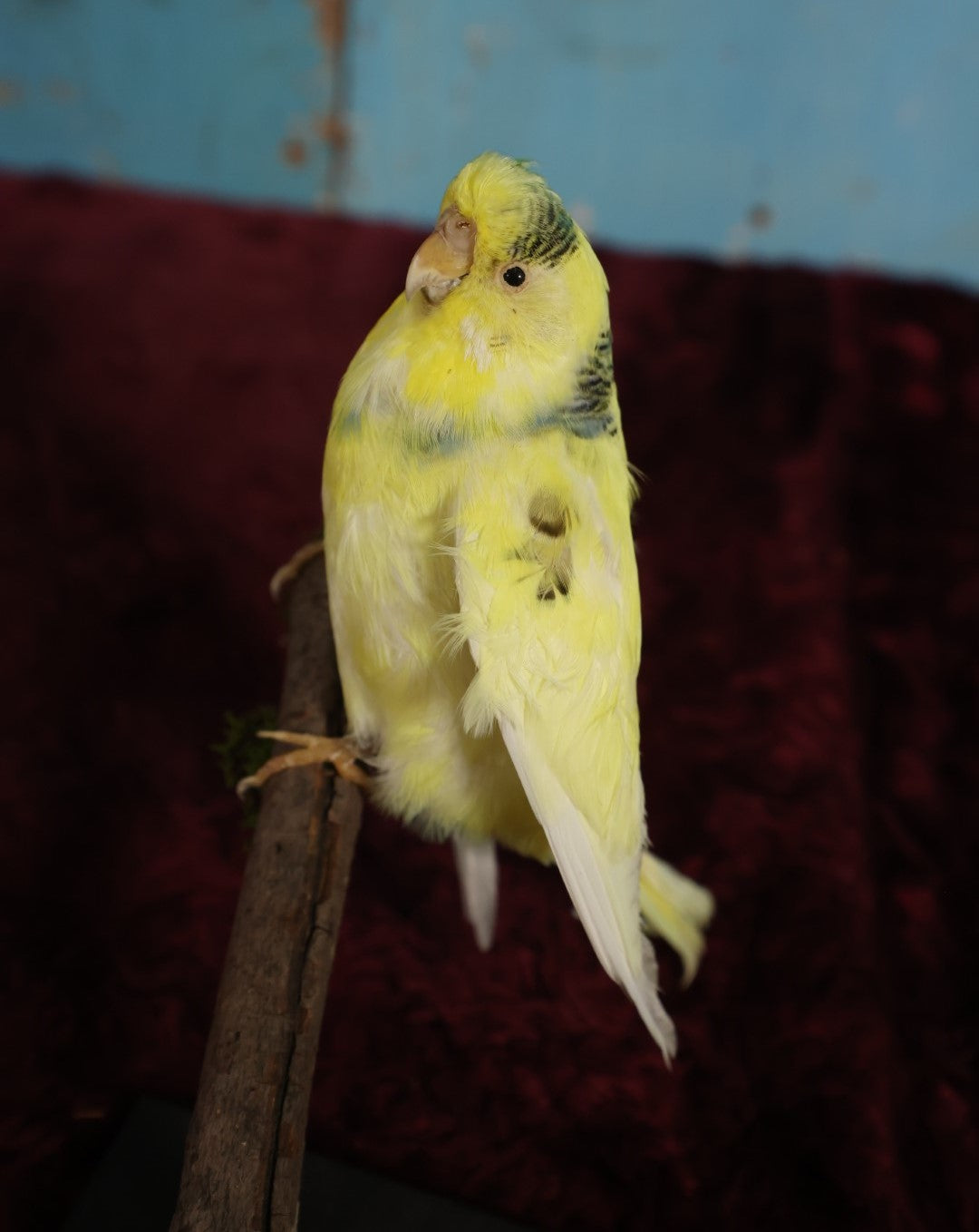 Lot 016 - Small Parakeet Full Mount Taxidermy - Yellow Body, Black Spots