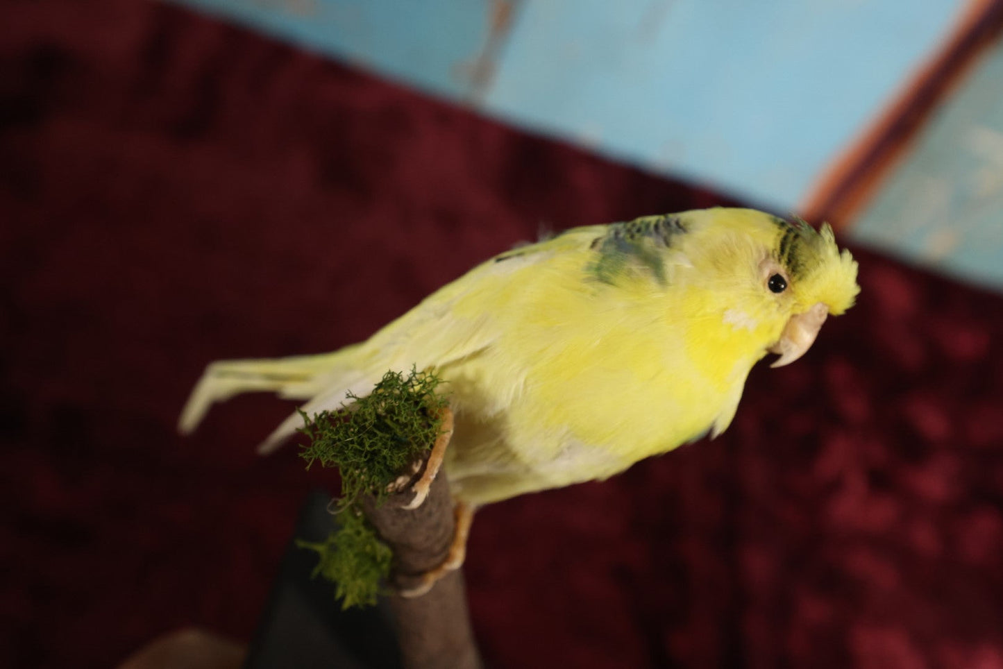 Lot 016 - Small Parakeet Full Mount Taxidermy - Yellow Body, Black Spots