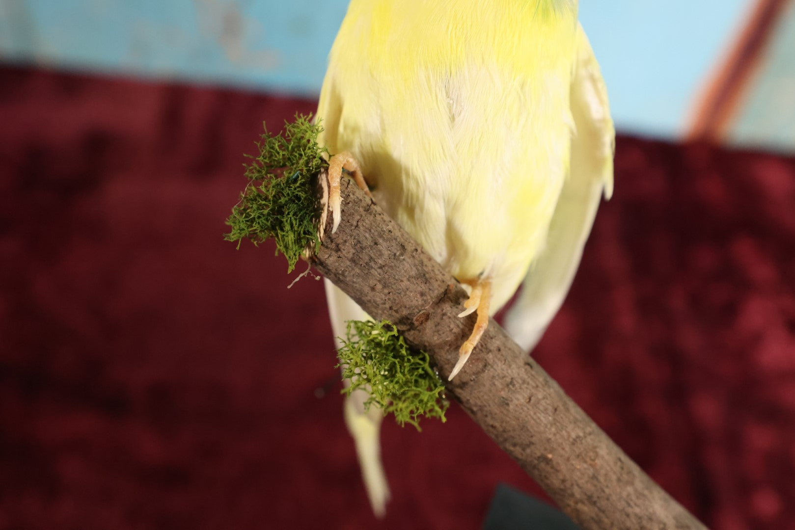 Lot 016 - Small Parakeet Full Mount Taxidermy - Yellow Body, Black Spots