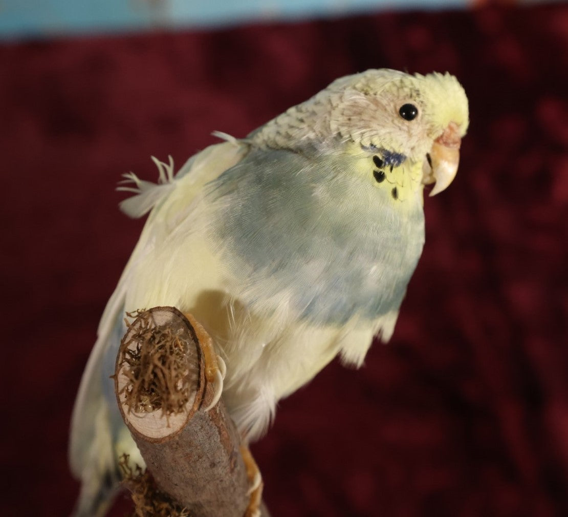 Lot 017 - Small Parakeet Full Mount Taxidermy - Blue Neck, Yellow Head, Yellowish Back