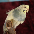 Lot 017 - Small Parakeet Full Mount Taxidermy - Blue Neck, Yellow Head, Yellowish Back
