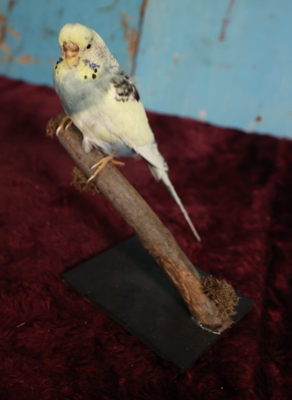 Lot 017 - Small Parakeet Full Mount Taxidermy - Blue Neck, Yellow Head, Yellowish Back