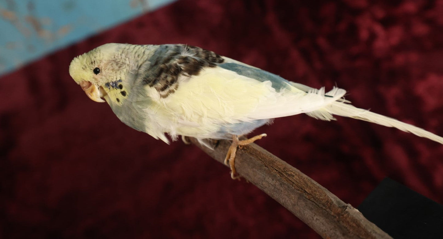 Lot 017 - Small Parakeet Full Mount Taxidermy - Blue Neck, Yellow Head, Yellowish Back