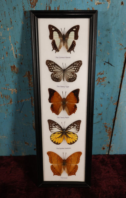 Lot 018 - Framed Butterfly Mount Display, Five Butterflies: Common Nawab, Glassy Tiger, Tawny Rajah, Spotted Sawtooth, Cruiser