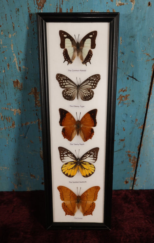 Lot 018 - Framed Butterfly Mount Display, Five Butterflies: Common Nawab, Glassy Tiger, Tawny Rajah, Spotted Sawtooth, Cruiser