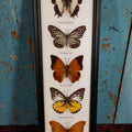 Lot 018 - Framed Butterfly Mount Display, Five Butterflies: Common Nawab, Glassy Tiger, Tawny Rajah, Spotted Sawtooth, Cruiser