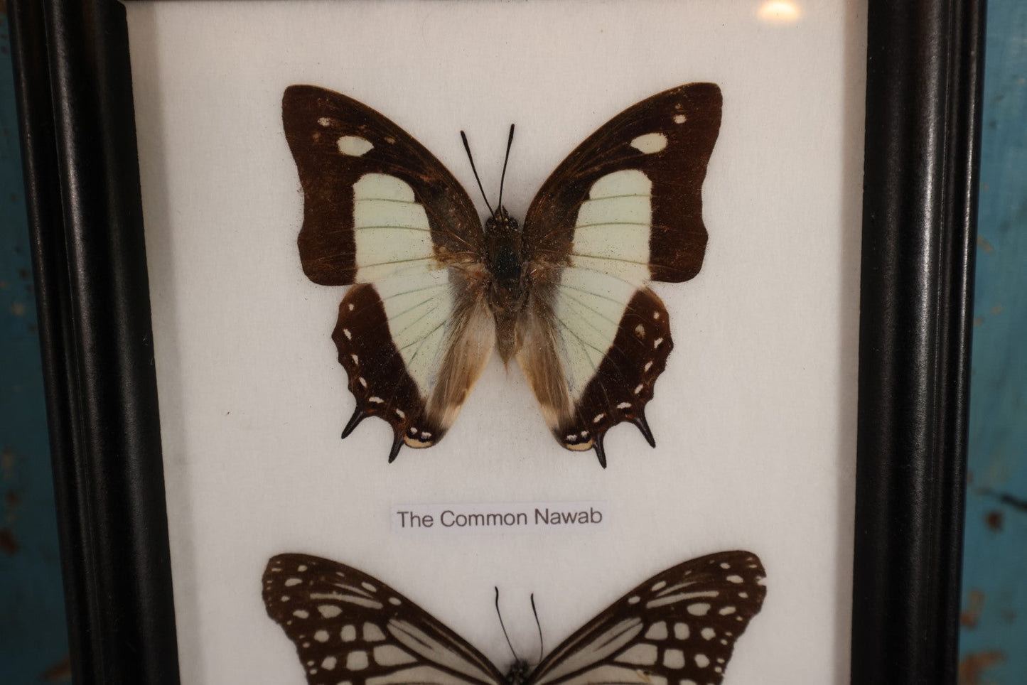 Lot 018 - Framed Butterfly Mount Display, Five Butterflies: Common Nawab, Glassy Tiger, Tawny Rajah, Spotted Sawtooth, Cruiser