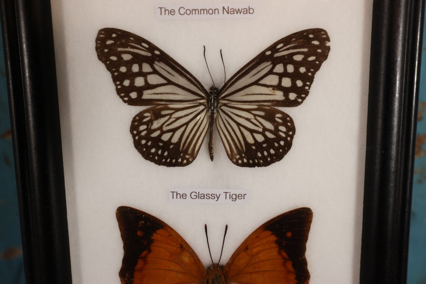 Lot 018 - Framed Butterfly Mount Display, Five Butterflies: Common Nawab, Glassy Tiger, Tawny Rajah, Spotted Sawtooth, Cruiser