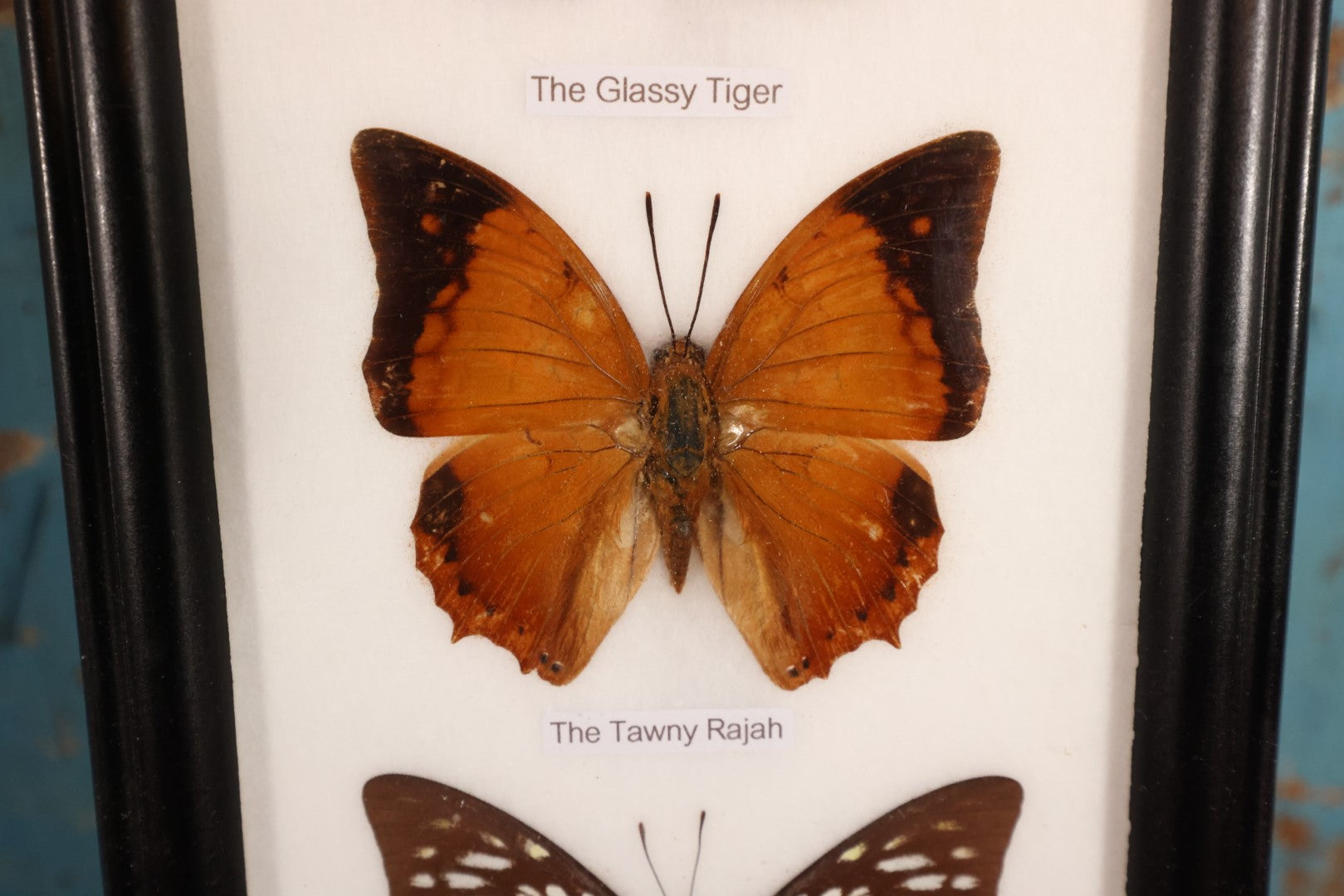 Lot 018 - Framed Butterfly Mount Display, Five Butterflies: Common Nawab, Glassy Tiger, Tawny Rajah, Spotted Sawtooth, Cruiser