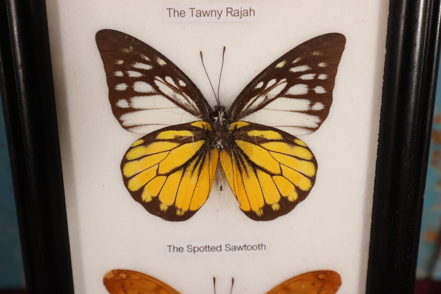 Lot 018 - Framed Butterfly Mount Display, Five Butterflies: Common Nawab, Glassy Tiger, Tawny Rajah, Spotted Sawtooth, Cruiser