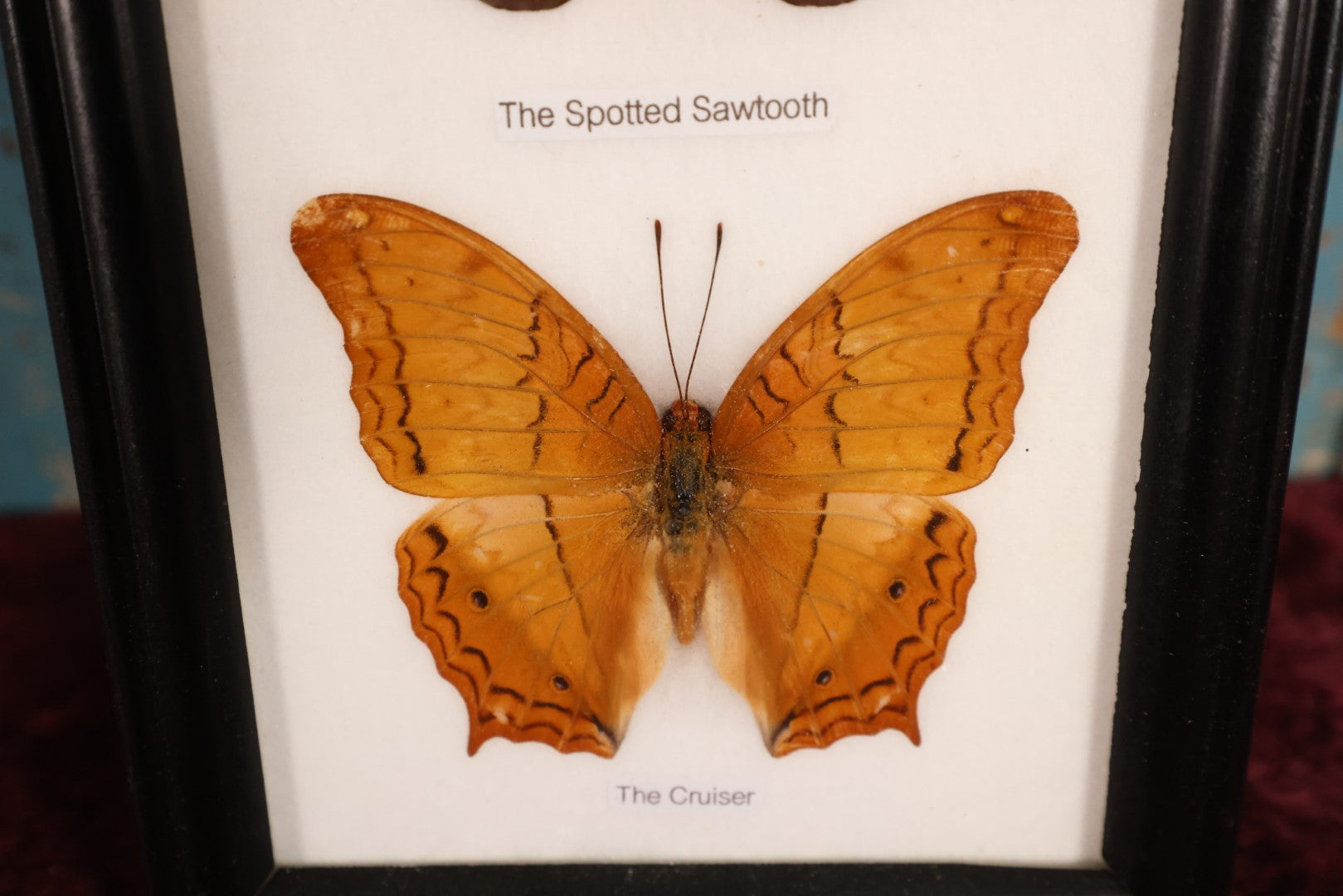 Lot 018 - Framed Butterfly Mount Display, Five Butterflies: Common Nawab, Glassy Tiger, Tawny Rajah, Spotted Sawtooth, Cruiser