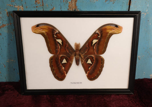 Lot 019 - Framed Atlas Moth Display Behind Glass