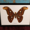 Lot 019 - Framed Atlas Moth Display Behind Glass