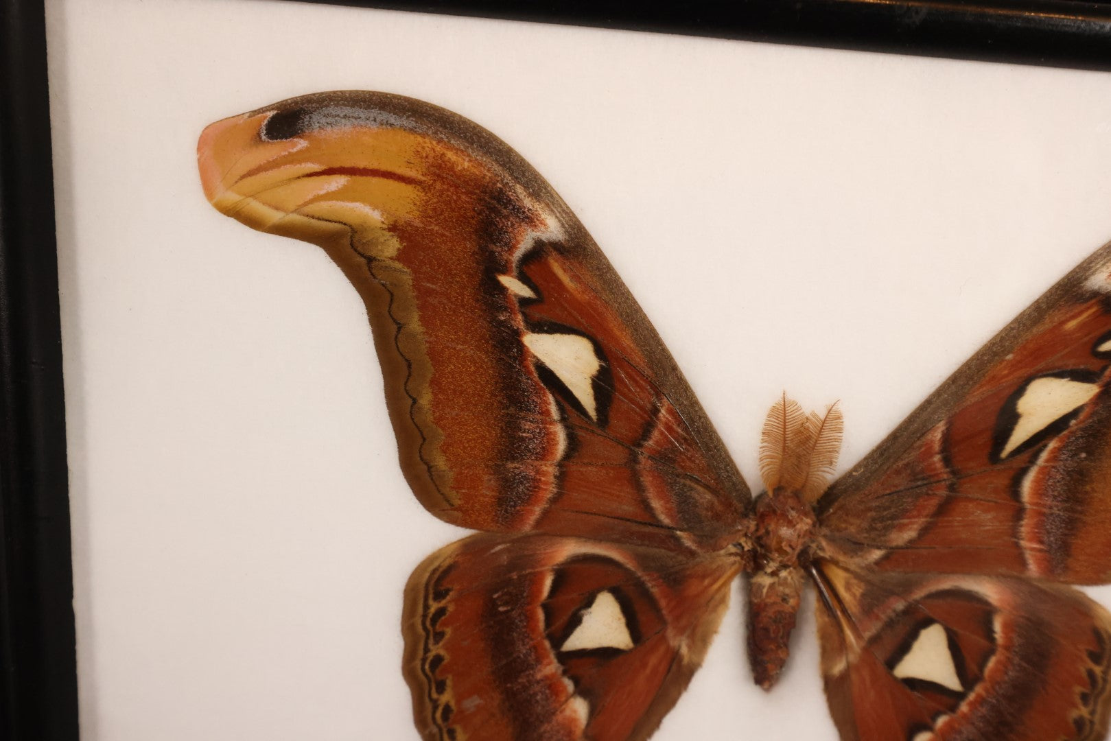 Lot 019 - Framed Atlas Moth Display Behind Glass