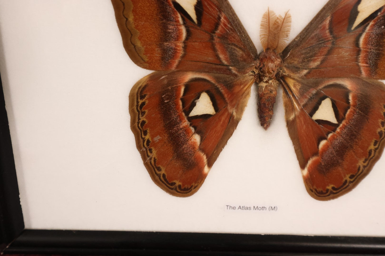 Lot 019 - Framed Atlas Moth Display Behind Glass