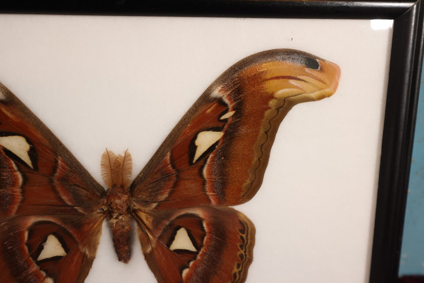 Lot 019 - Framed Atlas Moth Display Behind Glass