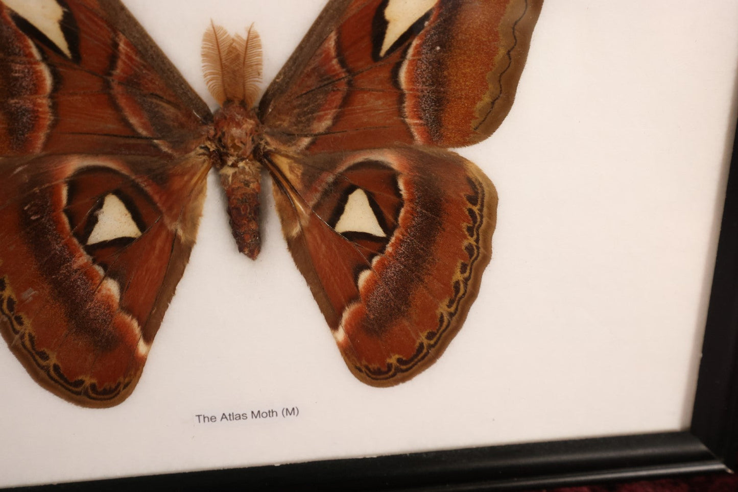 Lot 019 - Framed Atlas Moth Display Behind Glass