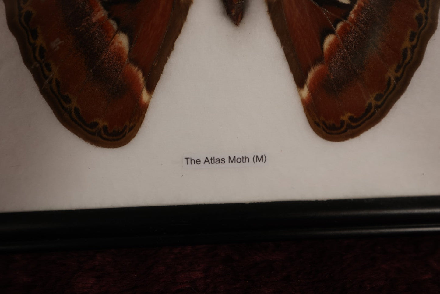 Lot 019 - Framed Atlas Moth Display Behind Glass