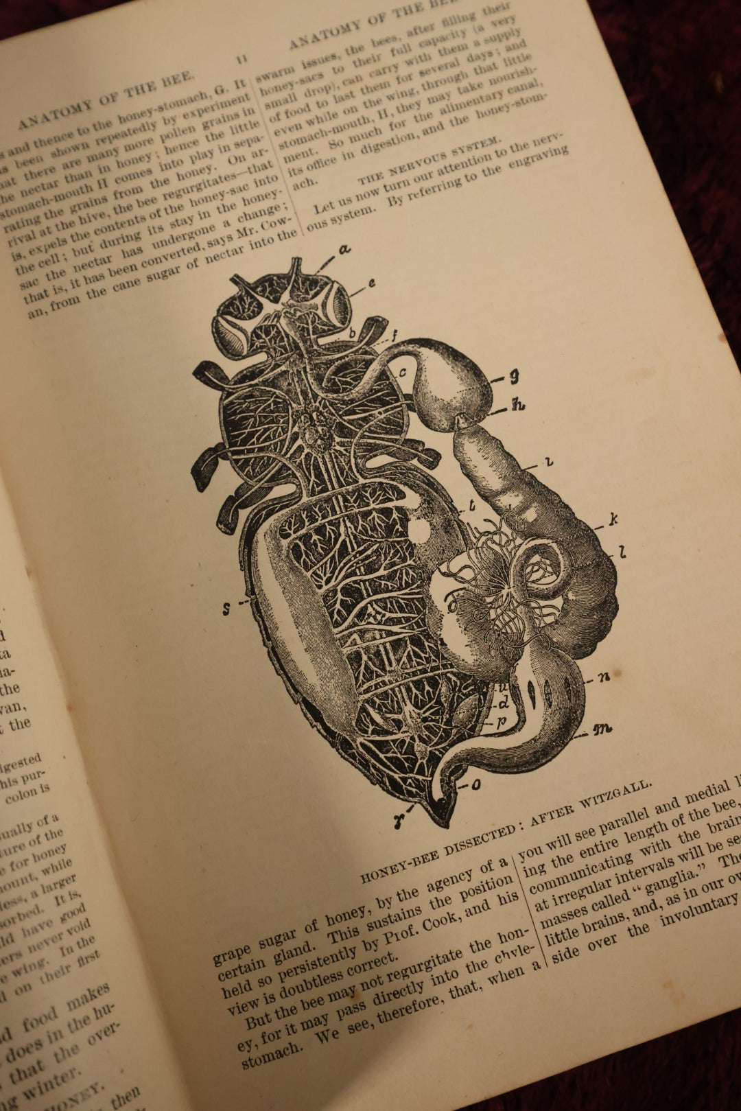 Lot 025 - A B C And X Y Z Of Bee Culture, Antique Book, 1877, By A.I. Root, All About The Care Of Honey Bees, Profusely Illustrated