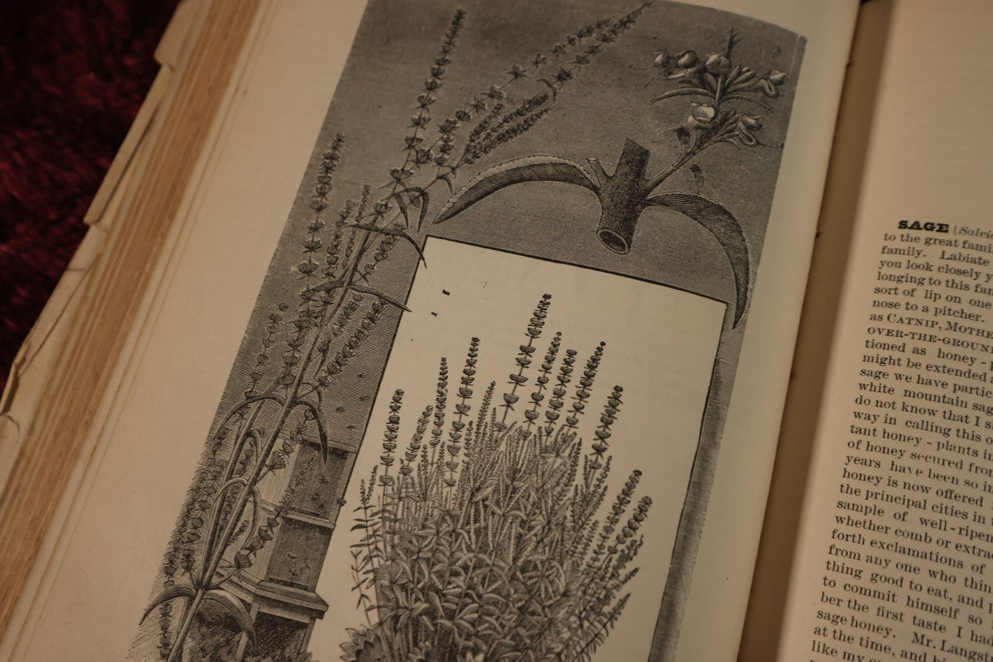 Lot 025 - A B C And X Y Z Of Bee Culture, Antique Book, 1877, By A.I. Root, All About The Care Of Honey Bees, Profusely Illustrated