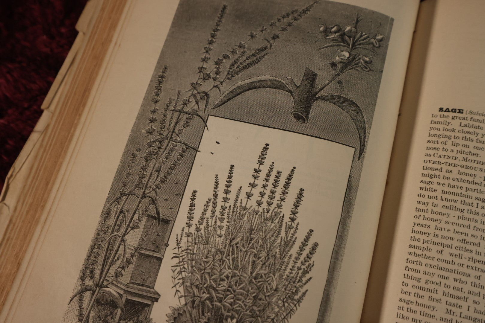 Lot 025 - A B C And X Y Z Of Bee Culture, Antique Book, 1877, By A.I. Root, All About The Care Of Honey Bees, Profusely Illustrated