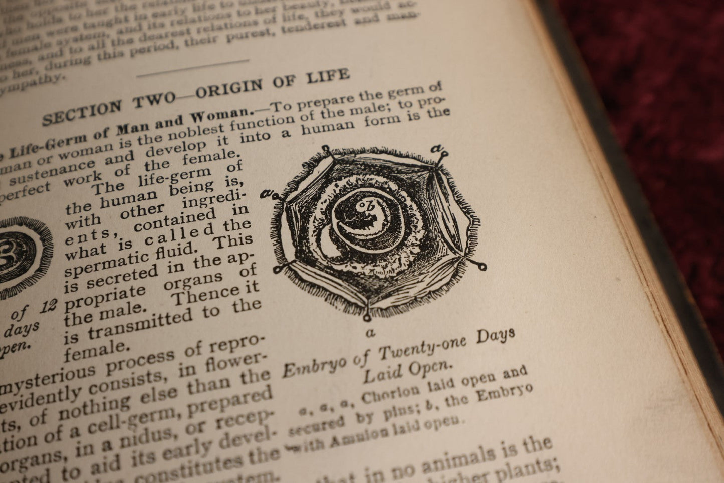 Lot 034 - The Laws Of Sex Life And Heredity Or; Eugenics, Copyright 1915, S.A. Mullkin Company, Profusely Illustrated, Outdated Pseudo-Science Book