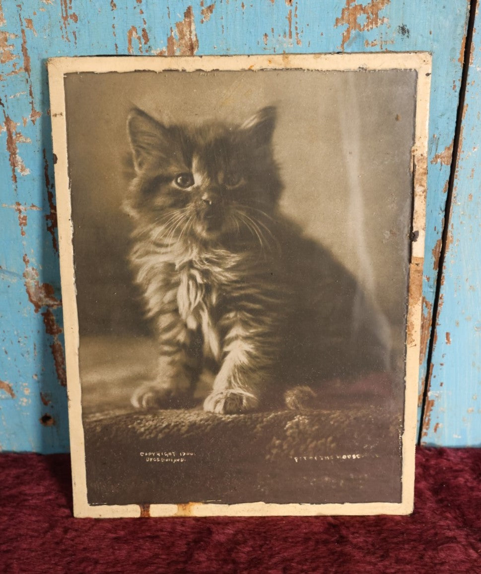 Lot 067 - Antique Glass Framed Cat Photo, Copyright "Cat Studies From Life," Published By M.T. Sheahan, Boston, Massachusetts, 1900