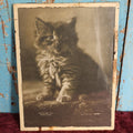 Lot 067 - Antique Glass Framed Cat Photo, Copyright "Cat Studies From Life," Published By M.T. Sheahan, Boston, Massachusetts, 1900